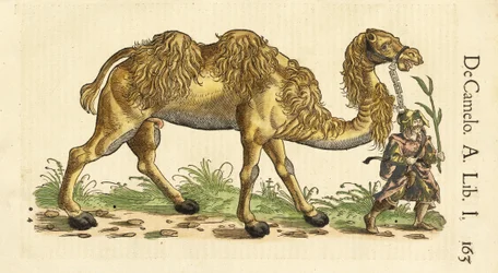 Chameau de Bactriane de Historiae Animalium, par Conrad Gessner (1516 - 1565), c. 1551-58